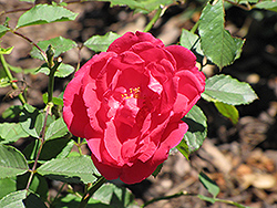 Gruss an Teplitz Rose (Rosa 'Gruss an Teplitz') at Lakeshore Garden Centres