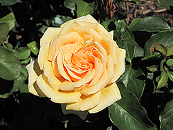 Valencia Rose (Rosa 'Valencia') at A Very Successful Garden Center