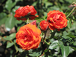 Highlight Rose (Rosa 'Highlight') at Stonegate Gardens