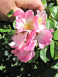 Newport Fairy Rose (Rosa 'Newport Fairy') at Lakeshore Garden Centres