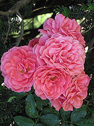 Rural England Rose (Rosa 'Rural England') at Stonegate Gardens