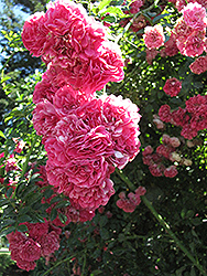 Cerise Rambler Rose (Rosa 'Cerise Rambler') at Lakeshore Garden Centres