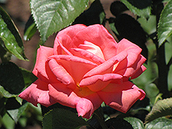 Die Welt Rose (Rosa 'Die Welt') at Lakeshore Garden Centres