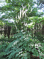 Mountain Bugbane (Actaea podocarpa) at Lakeshore Garden Centres