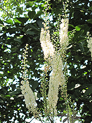 Mountain Bugbane (Actaea podocarpa) at Stonegate Gardens