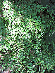 Male Fern (Dryopteris filix-mas) at Stonegate Gardens