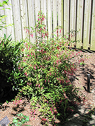 Macrostema Hardy Fuchsia (Fuchsia magellanica 'Macrostema') at Stonegate Gardens