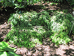 Prostrata Hemlock (Tsuga canadensis 'Prostrata') at Stonegate Gardens