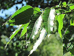 Sawtooth Oak (Quercus acutissima) at A Very Successful Garden Center