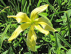 Spider Miracle Daylily (Hemerocallis 'Spider Miracle') at Lakeshore Garden Centres