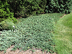 Douglas Juniper (Juniperus horizontalis 'Douglasii') at Stonegate Gardens
