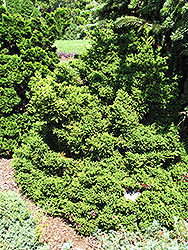 Lobbii Dwarf Japanese Cedar (Cryptomeria japonica 'Lobbii Nana') at Stonegate Gardens