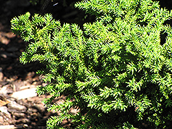 Lobbii Dwarf Japanese Cedar (Cryptomeria japonica 'Lobbii Nana') at A Very Successful Garden Center
