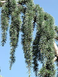 Weeping Blue Atlas Cedar (Cedrus atlantica 'Glauca Pendula') at Stonegate Gardens