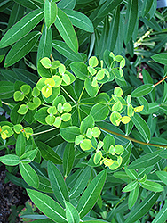 Jessie Spurge (Euphorbia 'Jessie') at Lakeshore Garden Centres