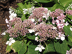 Mariesii Hydrangea (Hydrangea macrophylla 'Mariesii') at A Very Successful Garden Center