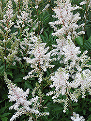Ceres Astilbe (Astilbe x arendsii 'Ceres') at Lakeshore Garden Centres