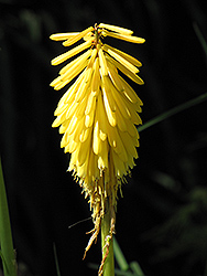 Shining Sceptre Torchlily (Kniphofia 'Shining Sceptre') at A Very Successful Garden Center
