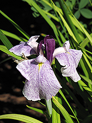 Chiyo no Haru Japanese Flag Iris (Iris ensata 'Chiyo no Haru') at A Very Successful Garden Center