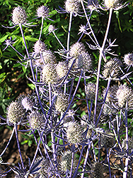 Jade Frost Variegated Sea Holly (Eryngium planum 'Jade Frost') at A Very Successful Garden Center