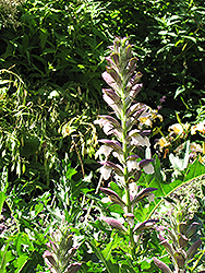 Bear's Breeches (Acanthus spinosus) at Stonegate Gardens