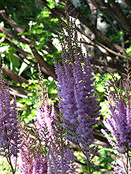 Purpurlanze Chinese Astilbe (Astilbe chinensis 'Purpurlanze') at Lakeshore Garden Centres