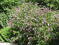 Petite Plum Butterfly Bush (Buddleia davidii 'Petite Plum') at Lakeshore Garden Centres