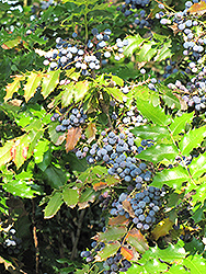 Oregon Grape (Mahonia aquifolium) at A Very Successful Garden Center