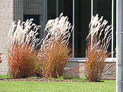 Flame Grass (Miscanthus sinensis 'Purpurascens') at A Very Successful Garden Center