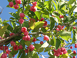 Spindle Tree (Euonymus europaeus) at A Very Successful Garden Center