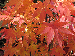 Orange Dream Japanese Maple (Acer palmatum 'Orange Dream') at Stonegate Gardens