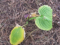 Surf and Turf Hosta (Hosta 'Surf and Turf') at Lakeshore Garden Centres