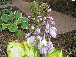 Dance With Me Hosta (Hosta 'Dance With Me') at A Very Successful Garden Center