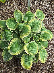 Stepping Out Hosta (Hosta 'Stepping Out') at A Very Successful Garden Center