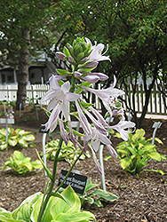 Fragrant Bouquet Hosta (Hosta 'Fragrant Bouquet') at Stonegate Gardens