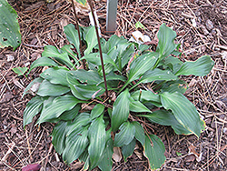 Little Red Rooster Hosta (Hosta 'Little Red Rooster') at Lakeshore Garden Centres