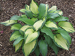 Wooly Mammoth Hosta (Hosta 'Wooly Mammoth') at Lakeshore Garden Centres