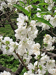 White Icicle Flowering Peach (Prunus persica 'White Icicle') at Stonegate Gardens