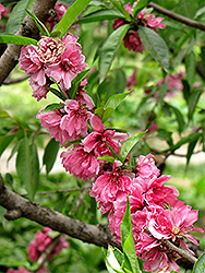 Rubroplena Flowering Peach (Prunus persica 'Rubroplena') at Stonegate Gardens