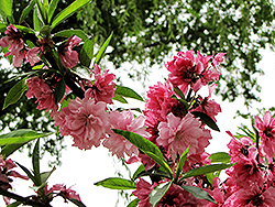 Versicolor Flowering Peach (Prunus persica 'Versicolor') at A Very Successful Garden Center