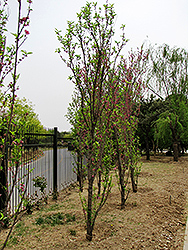 Teruteshiro Flowering Peach (Prunus persica 'Teruteshiro') at A Very Successful Garden Center