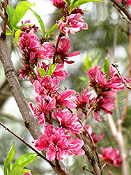 Teruteshiro Flowering Peach (Prunus persica 'Teruteshiro') at A Very Successful Garden Center