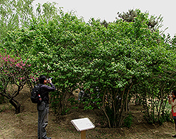 Koehne Viburnum (Viburnum sargentii 'Koehne') at Stonegate Gardens
