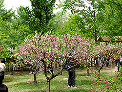 Klara Meyer Flowering Peach (Prunus persica 'Klara Meyer') at Lakeshore Garden Centres