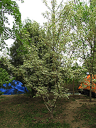 Aureomarginatum Boxelder (Acer negundo 'Aureomarginatum') at A Very Successful Garden Center
