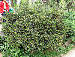 Umbrelliform Yew (Taxus cuspidata 'Umbraculifera') at A Very Successful Garden Center