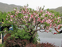 Peppermint Flowering Peach (Prunus persica 'Peppermint') at A Very Successful Garden Center