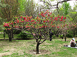 Double Red Flowering Peach (Prunus persica 'Double Red') at Lakeshore Garden Centres