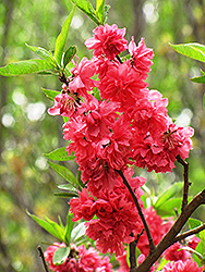 Double Red Flowering Peach (Prunus persica 'Double Red') at Lakeshore Garden Centres