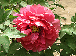 Ming Xing Tree Peony (Paeonia suffruticosa 'Ming Xing') at A Very Successful Garden Center